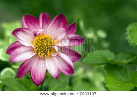 Fleur rose
