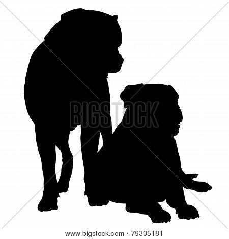 Mastif Pair