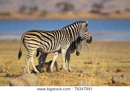 Plains Zebras (Equus burchelli), Pilanesberg National Park, South Africa 