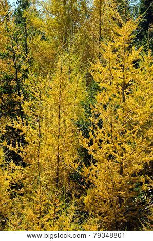 Northern Ontario Forest
