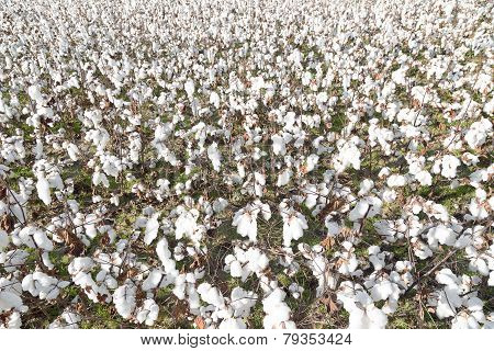 Cotton Field