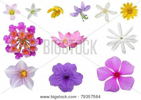 Wildflower Set