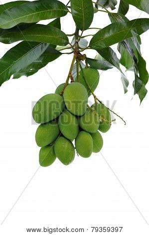Mango