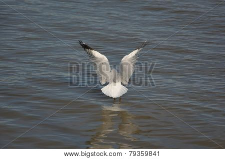 Seagull
