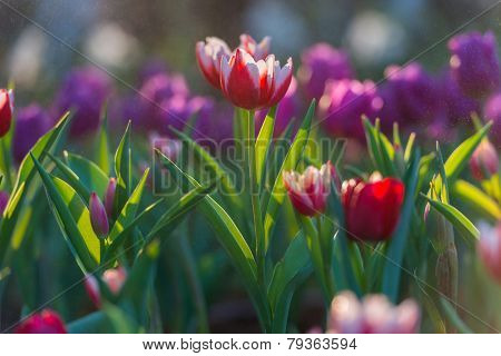Water Drop On Red And White Tulip's In Garden Background