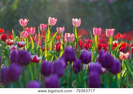 Beautiful Tulips Field In Garden Morning