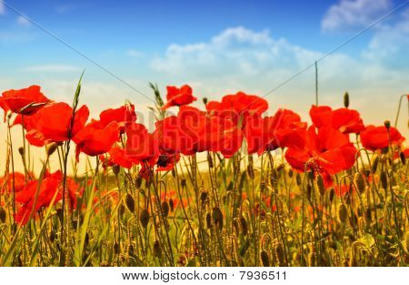 Coquelicots