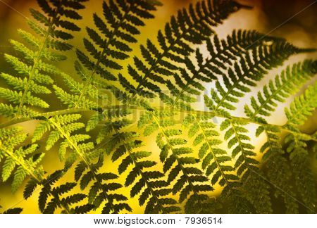 Feuille de fougère vert