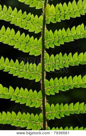Feuille de fougère vert