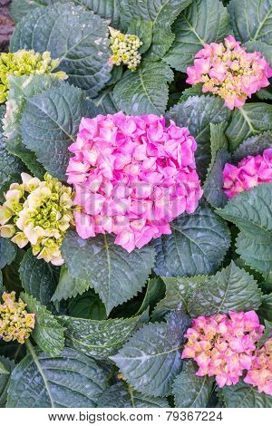 Pink Hydrangea. A Lot Of Hydrangeas Bloomed Around