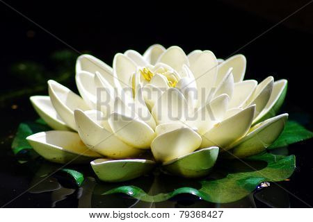 Stunning waterlily
