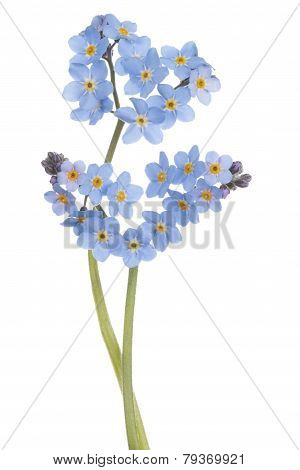 Forget Me Not