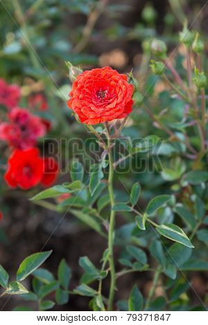 Beautiful Rose Garden In The Morning