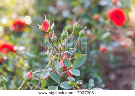 Beautiful Rose Garden In The Morning