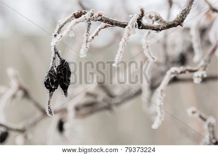Currant Branches With Berries In The Hoarfrost, Macro