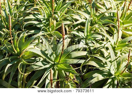 Large green aloe plant in the winter.
