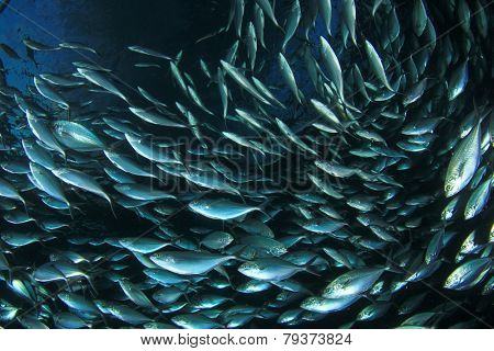 School of shoal of Mackerel fish underwater in sea
