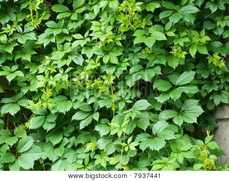 Fond d'écran de feuilles de raisins