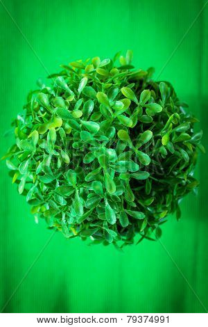 Plastic Plant In Pot