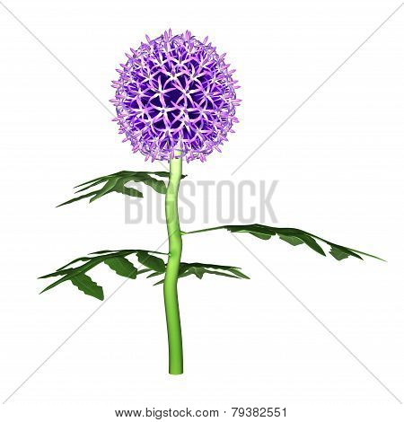 Echinops