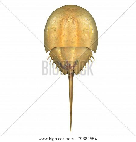 Limulus