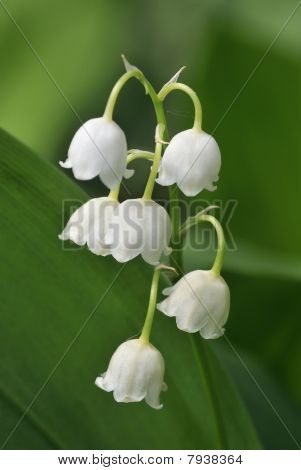 Lily z Dolina - Convallaria majalis