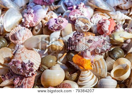 Starfish and seashells souvenirs