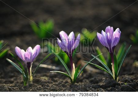 Crocus Flower In The Field