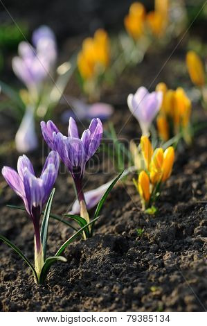 Crocus Flower In The Field