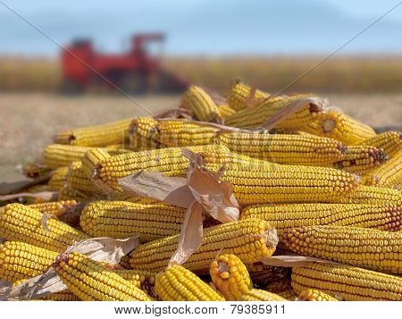 Corn Maize And Combine Harvester