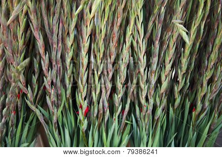 non-flowering gladioli