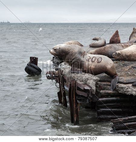 Group Steller Sea Lion (eumetopias Jubatus) On Rookery. Kamchatka Peninsula