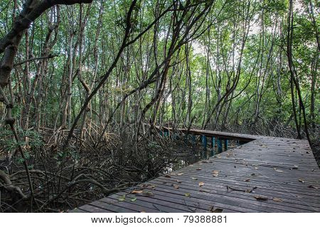 The Forest Mangrove