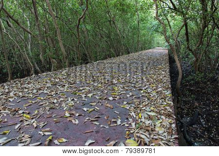 The Forest Mangrove