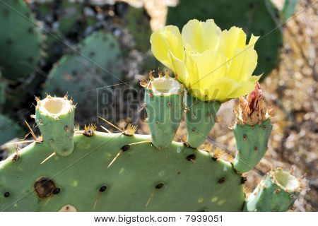 Fiore di fico d'India