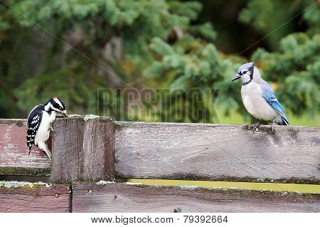 Hairy Woodpecker Stealing From Blue Jay
