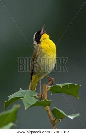 Fælles Yellowthroat råber