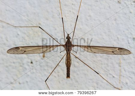 daddy longlegs insect