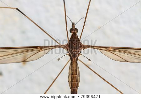 daddy longlegs insect