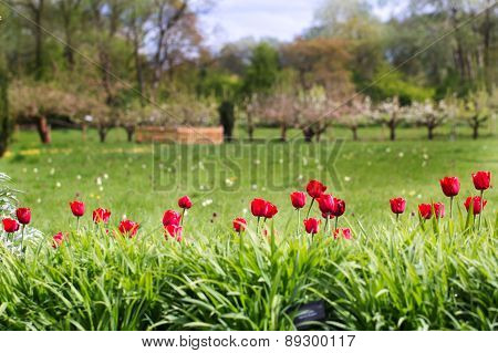 A Bed of Red Tulips