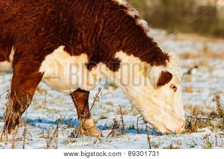 Highland Cattle Close Up Winter