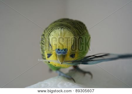 Parakeet with feather in mouth