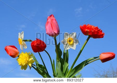 Tulips and daffodils on the background of the sky
