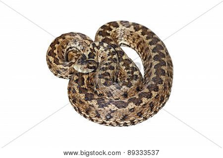 Hungarian Meadow Viper Over White