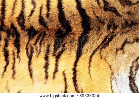 Textured Real Tiger Pelt