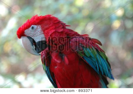 Green-Winged Macaw