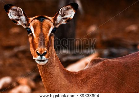 impala