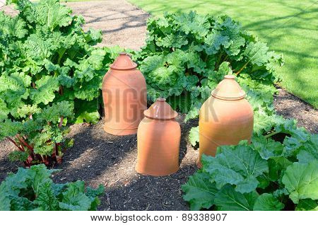Rhubarb with forcing pots