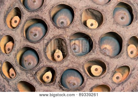 ripe lotus seeds in a box