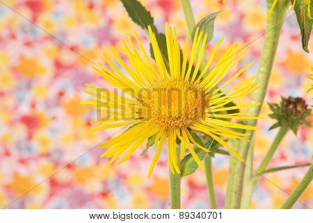 Yellow Devyasil Macrophylla